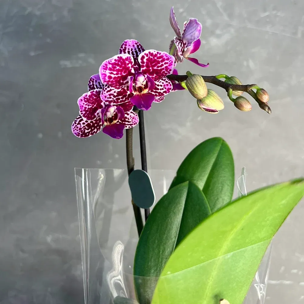 Орхидеи в горшках